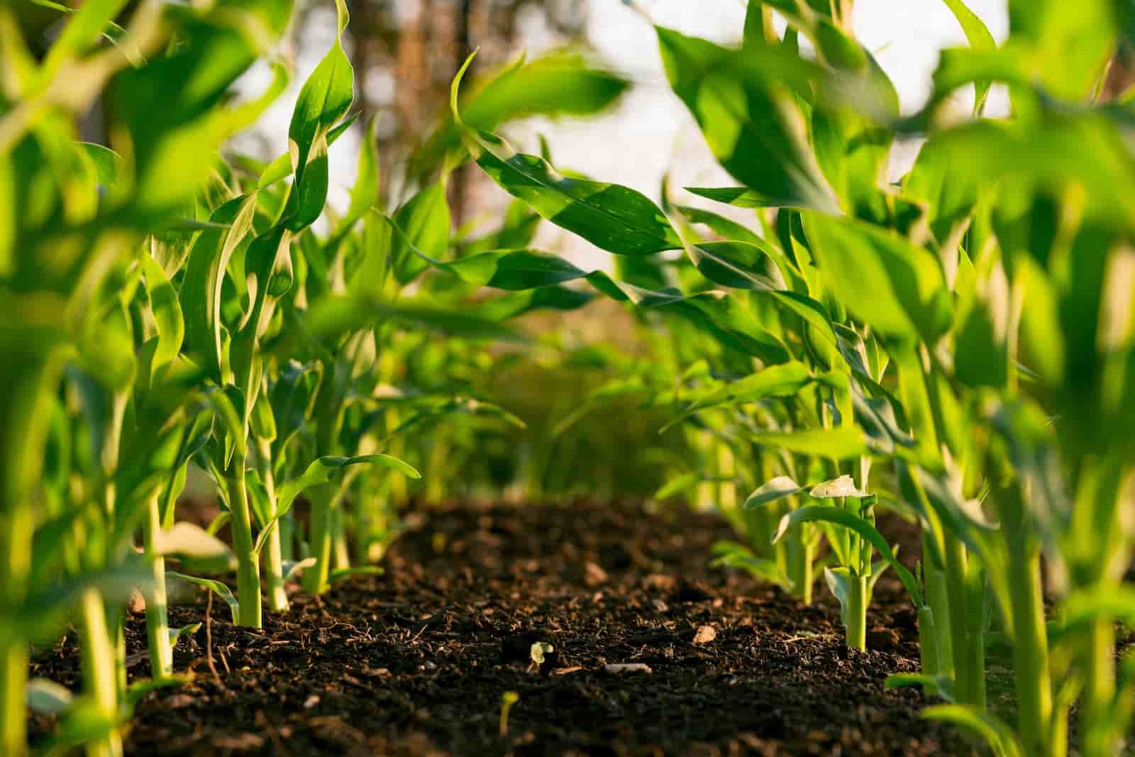 Image of the agriculture project